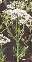 Anise Pimpinella anisum