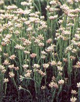 Antennaria dioica Pink Pussytoes Cats Ears Gnaphalium dioicum