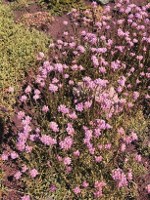 Antennaria dioica rubra Red Pussytoes