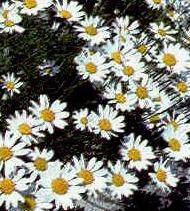 anthemis carpatica snow carpet seeds plant