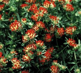 Anthyllis vulneraria coccinea Kidney Vetch Jupiters beard Red Carpet