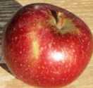 Baldwin Apple