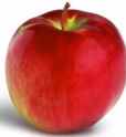 Cortland Apple