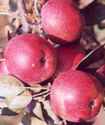 Empire Apple
