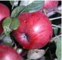 Northern
        Spy Apple