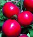 Red Rome
        Apple