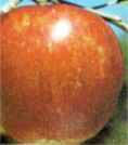 Stayman Winesap Apple