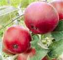 Wealthy Apple