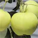 Yellow Transparent Russian
        Transparent Apple