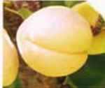 Tilton Apricot fruit