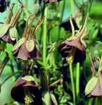 Aquilegia Chocolate Soldier black flower