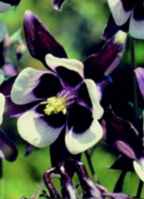 William Guinness Columbine aquilegia vulgaris