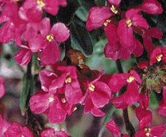 Arabis blepharophyllus Red Sensation