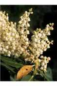 arbutus menziesii blooms seeds and plants