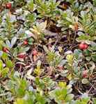 Arctostaphylos Bearberry Uva-ursi Ayiuzumu Bears Grape  Berendruif Coralillo Kinnikinick