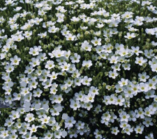 Arenaria montana Sandwort Avalanche