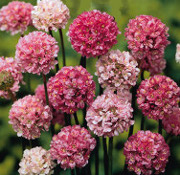 Armeria formosa Joystick Lilac