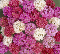 Armeria formosa Joystick Mix