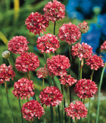 Armeria formosa Joystick Red