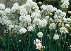 Armeria formosa Joystick White