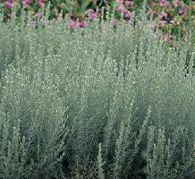 Fringed Sage Artemisia frigida Sand sage