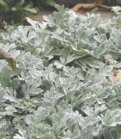 Hardy Dusty Miller Artemisia stelleriana