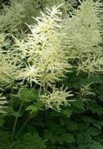 aruncus dioicus plant and seed varieties from Rich Farm Garden