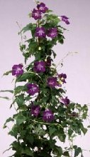 Joan Loraine Asarina scandens Twining Snapdragon Vine