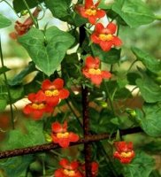 Red Climber asarina antirrhiniflora