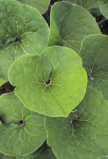 Asarum canadense Snakeroot Wild ginger