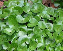 Asarum europeum European ginger Asarabacca