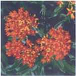 asclepias curravasica bloodflower