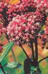 asclepias incarnata rosy red milkweed