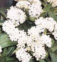 asclepias incarnata snowy butterfly flower seed