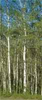 quaking aspen populus tremuloides