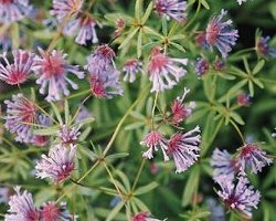 Asperula azurea Blue Surprise annual flower