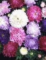 Duchesse Mix Aster Callistephus chinensis annual flower