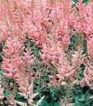 Astilbe chinensis Pumila dwarf perennial flower