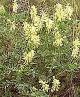 Canadian Milk Vetch Astragalus canadensis