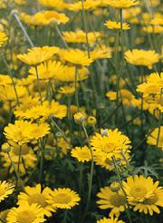 anthemis tinctoria kelway daisy seed plant