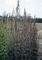 Mountain Spinach Orache Atriplex hortensis