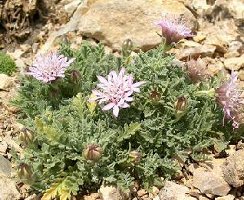 Aubretia pinardii Mountain Pinks Rock Cress