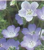 Nemophilia insignis baby blue eyes Annual Native California wildflower