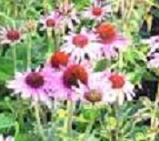 baby pink echinacea rich farm garden