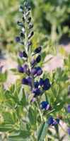 Baptisia australis False Indigo 