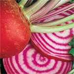 Chioggia Bulls eye Beet