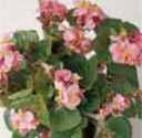 babywing BEGONIA annual flower