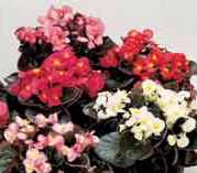 Bronze leaf mix BEGONIA annual flower