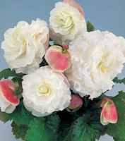 Appleblossom Begonia tuberosa annual flower