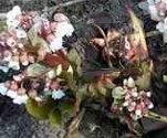 Bergenia ciliata Easter Joy Medicinal perennial flower